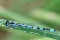 Coenagrion mercuriale