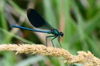 Calopteryx splendens