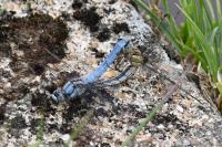 Orthetrum brunneum