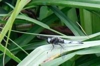 Libellula fulva
