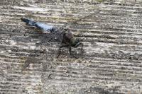 Orthetrum cancellatum