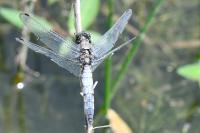 Orthetrum cancellatum