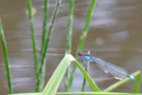 Erythromma najas