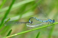 Coenagrion puella