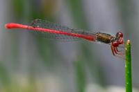 Ceriagrion tenellum