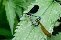 Calopteryx virgo