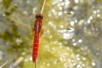Crocothemis erythraea
