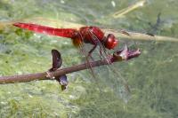 Crocothemis erythraea