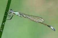 Ischnura elegans