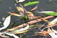 Anax imperator