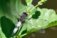 Libellula fulva