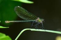 Calopteryx virgo