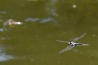 Anax parthenope