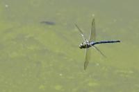 Anax imperator