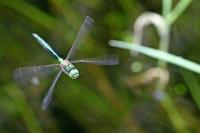 Somatochlora metallica