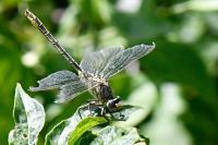 Gomphus pulchellus