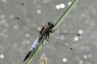 Orthetrum cancellatum