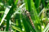 Orthetrum cancellatum