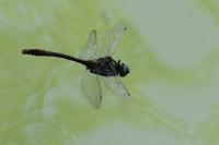Cordulia aenea