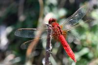 Crocothemis erythraea
