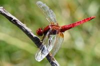 Crocothemis erythraea