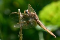 Crocothemis erythraea