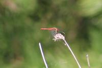 Sympetrum sanguineum