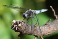 Libellula fulva
