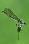 Calopteryx splendens