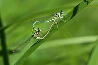 Platycnemis pennipes