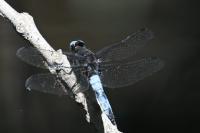 Libellula fulva