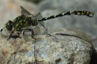 Onychogomphus forcipatus