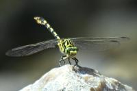 Onychogomphus forcipatus