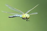 Anax imperator