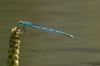 Erythromma lindenii