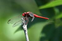 Crocothemis erythraea