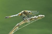 Orthetrum cancellatum