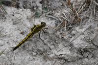 Orthetrum cancellatum