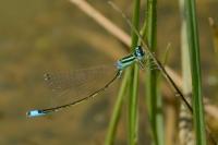 Ischnura pumilio