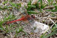 Sympetrum fonscolombii
