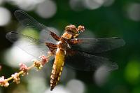 Libellula depressa
