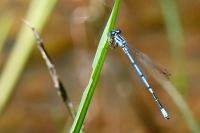 Coenagrion puella