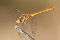 Sympetrum meridionale