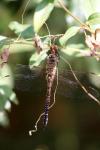 Aeshna mixta