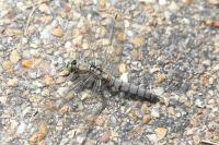 Orthetrum cancellatum