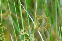Ischnura elegans