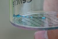Coenagrion scitulum