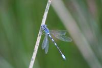 Coenagrion scitulum