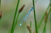 Coenagrion puella