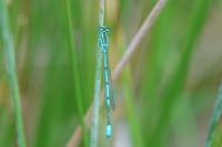 Coenagrion puella